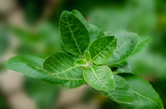 The Amazing Health Benefits of Ashwagandha