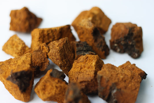 The Health Benefits of Chaga Mushrooms