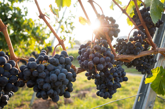 Are Grapes Good for Diabetes