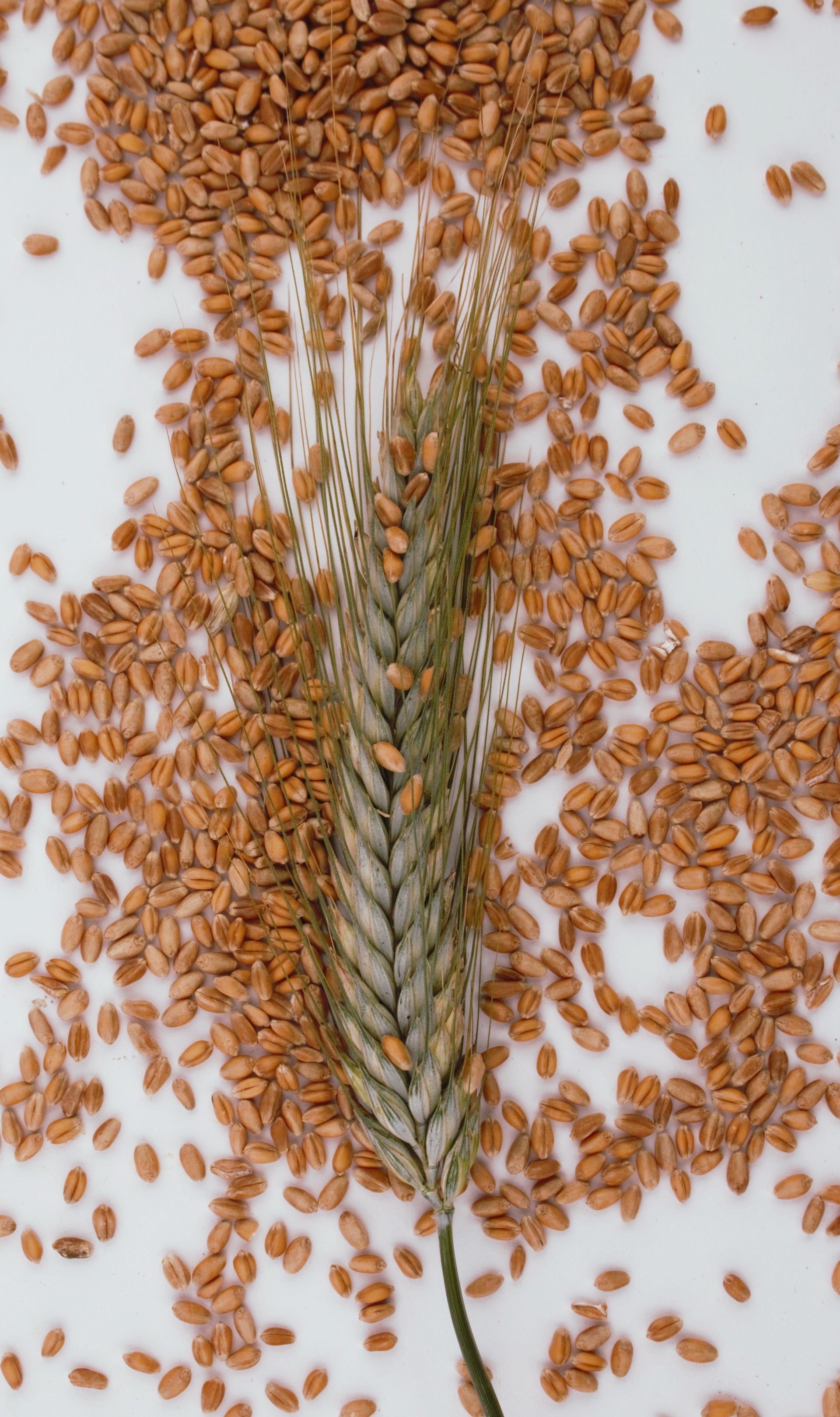 Is Farro Good for Diabetics Natural Smart Health