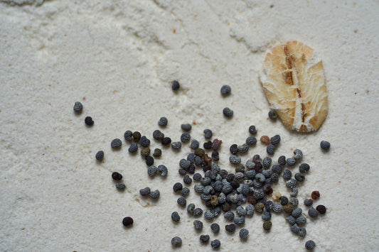 Are Poppy Seeds Good for Diabetes?