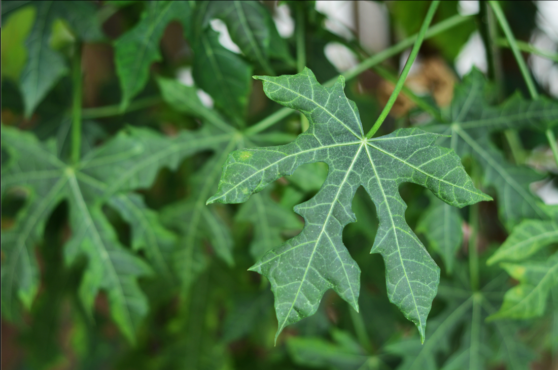 Lower Blood Sugar Naturally with Chaya?
