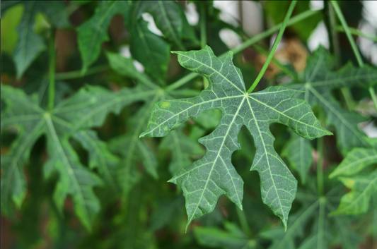 Lower Blood Sugar Naturally with Chaya?