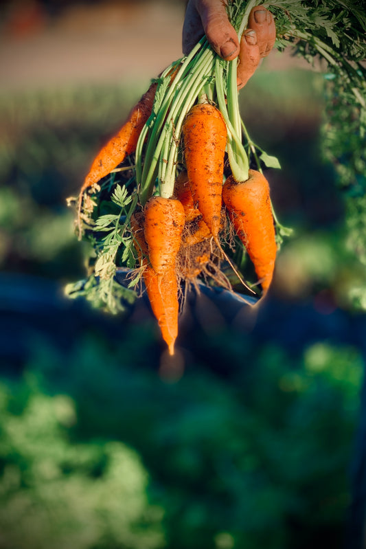 Are Carrots Good for Diabetes