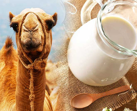 Are Camel Milk Good for Diabetes?