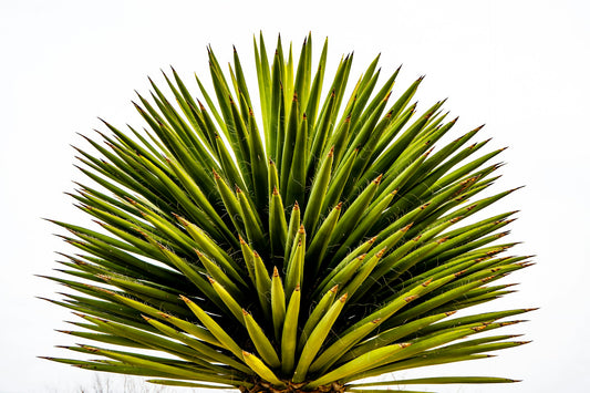 Is Yucca Good for Diabetics