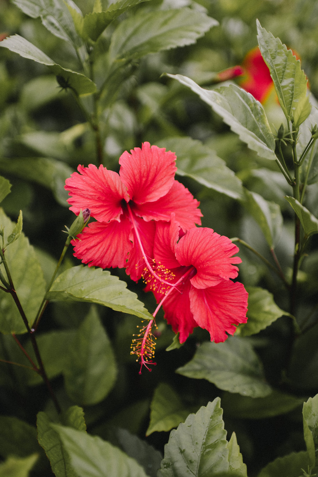 Are Hibiscus Leaves Good for Diabetes