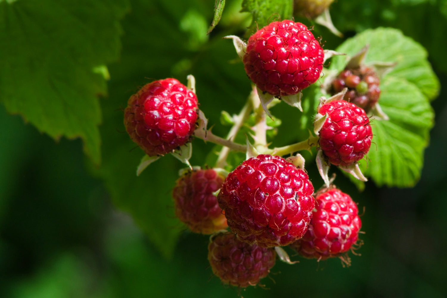 Are Raspberries Good for Diabetics Natural Smart Health