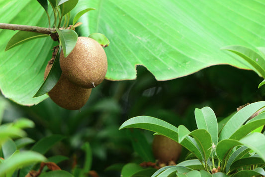 Is Monk Fruit Good for Diabetics